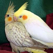 How do you care for a cockatiel?